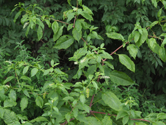 Phytolacca americana