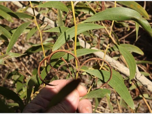 Acacia calyculata A.Cunn. ex Benth.