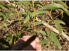 Acacia calyculata