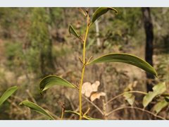 Acacia calyculata