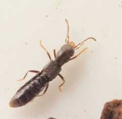 Diglotta mersa