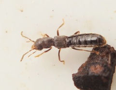 Diglotta mersa