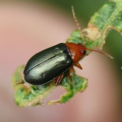 Hemiphrynus intermedius