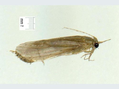Oecetis laustra