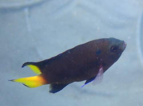 Violet damsel (Neopomacentrus violascens) — Pomacentridae — 3