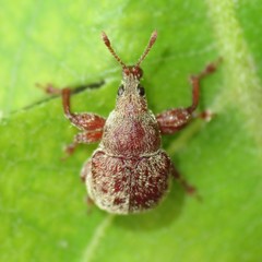 Himatolabus pubescens