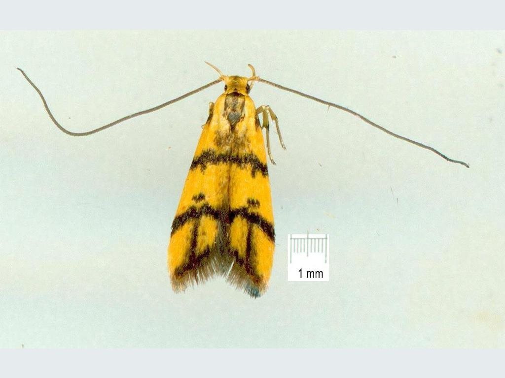 Crocanthes characotis