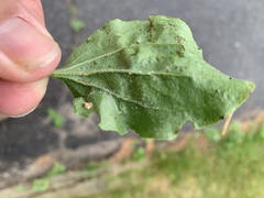 Phytomyza plantaginis