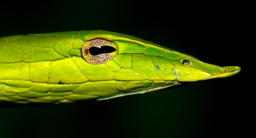 Indochinese Long-nosed Whipsnake