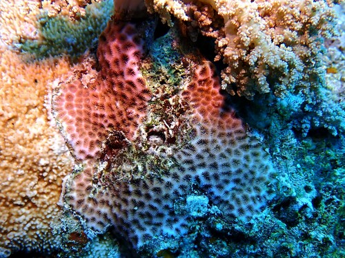 Leptastrea transversa observed 2024-11-04