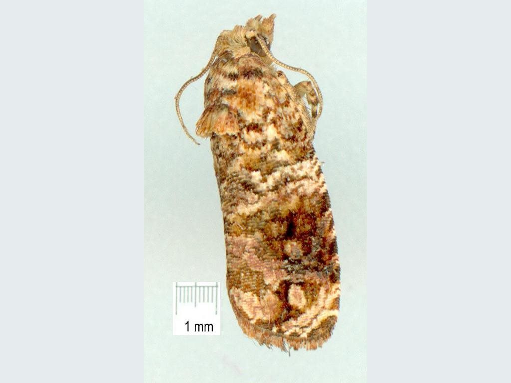 Gnathmocerodes