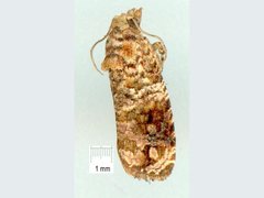 Gnathmocerodes euplectra