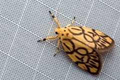 Miltochrista synestramena