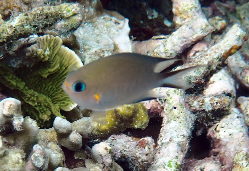 Ambon chromis (Chromis amboinensis) — Pomacentridae — 3