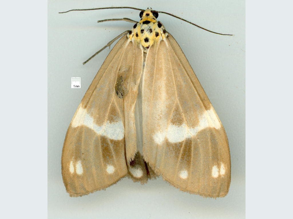 Utetheisa aegrotum