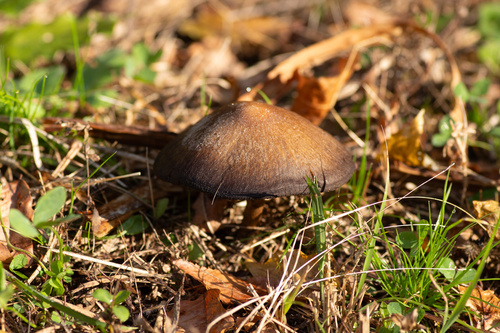 Lacrymaria lacrymabunda