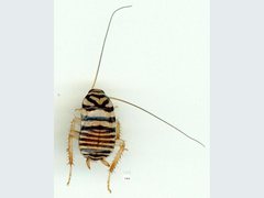 Melanozosteria triangulata