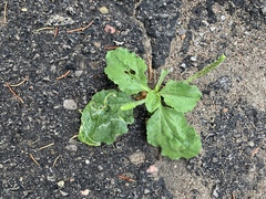 Phytomyza plantaginis