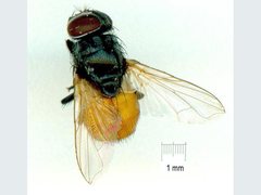 Musca ventrosa