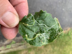 Phytomyza plantaginis