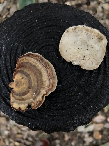 Microporus affinis