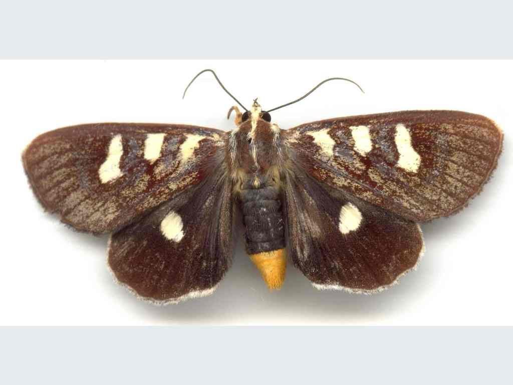 Mimeusemia centralis