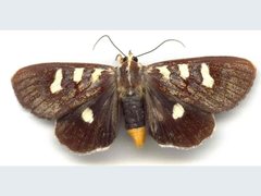 Mimeusemia centralis