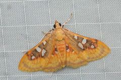 Sameodes pictalis