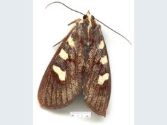 Mimeusemia centralis