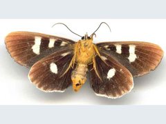 Mimeusemia centralis