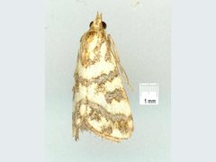 Aporocosmus lamprodeta