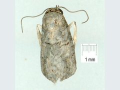 Microthripa baeota