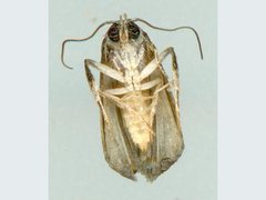 Microthripa baeota