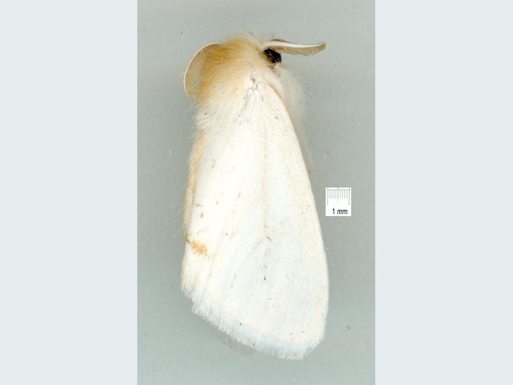 Acyphas leptotypa