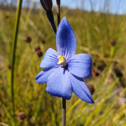 Image of Thelymitra venosa by (c) Shelomi Doyle, some rights reserved (CC BY)
