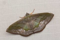 Hypochrosini