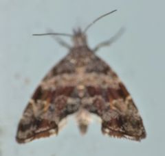Asterivora combinatana