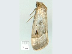 Narangodes nigridiscata