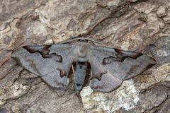 Hypochrosis pyrrhophaeata