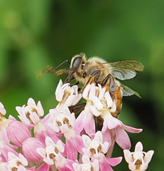 Apis mellifera