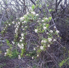 Baccharis salicifolia