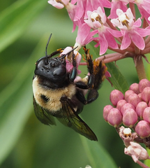 Xylocopa virginica