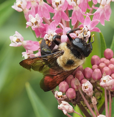 Xylocopa virginica