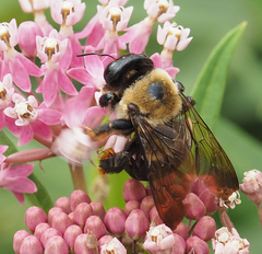 Xylocopa virginica