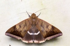 Artena dotata
