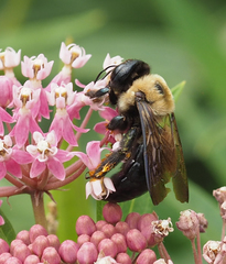 Xylocopa virginica
