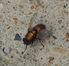 Diptera