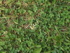 Trifolium repens