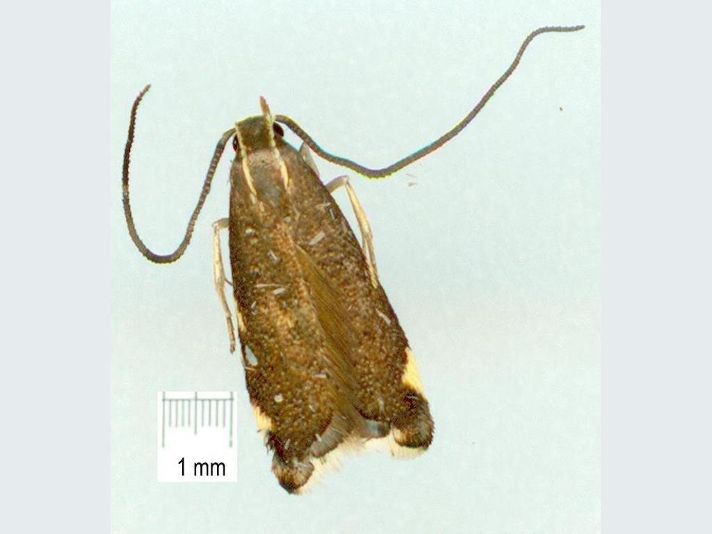 Crocanthes diula