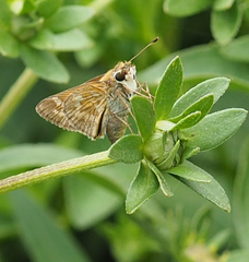 Atalopedes campestris